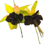 Yellow Black Fuchsia Hybrid - Flower Plant