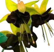 Yellow Black Fuchsia Hybrid - Flower Plant