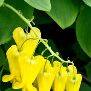 Yellow Bleeding Heart Dicentra Seeds