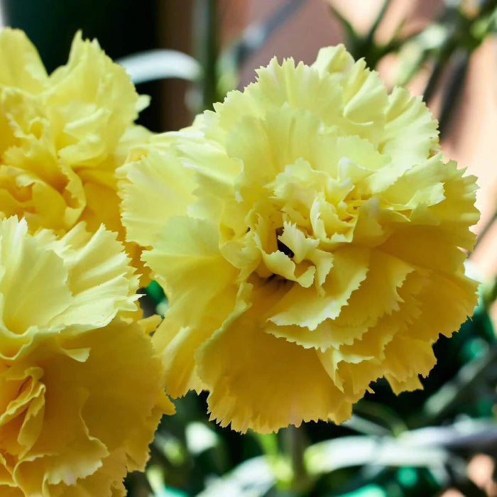 Yellow Seeds, Dianthus caryophyllus Flower Seeds