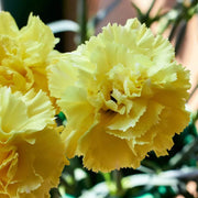 Yellow Seeds, Dianthus caryophyllus Flower Seeds