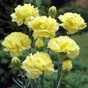 Yellow Seeds, Dianthus caryophyllus Flower Seeds