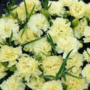 Yellow Seeds, Dianthus caryophyllus Flower Seeds