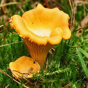Yellow Chanterelle Mushroom Spawn Seeds