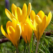 Yellow Crocus Seeds
