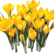Wildflower Mix Yellow Crocus Seeds