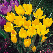 Wildflower Mix Yellow Crocus Seeds