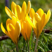 Wildflower Mix Yellow Crocus Seeds