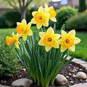 Yellow Daffodils Seeds - Flower Plant