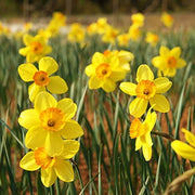 Yellow Daffodils Seeds - Flower Plant