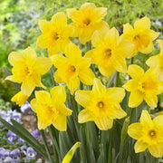 Yellow Daffodils Seeds - Flower Plant