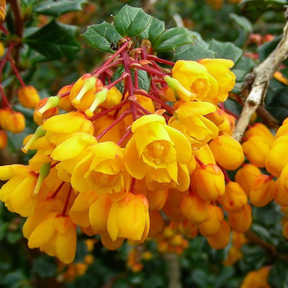Wildflower Mix Yellow Darwinii Seeds