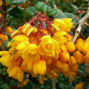 Wildflower Mix Yellow Darwinii Seeds