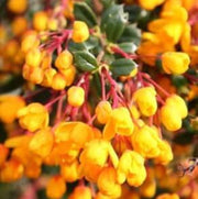 Wildflower Mix Yellow Darwinii Seeds