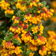 Wildflower Mix Yellow Darwinii Seeds