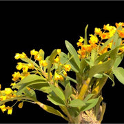 Yellow Dendrobium Orchid Seeds