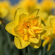 Yellow Double Petals Daffodils Seeds - Flower Plant