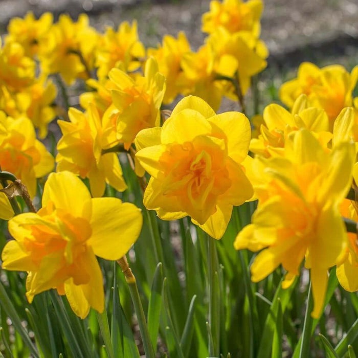 Yellow Double Petals Daffodils Seeds - Flower Plant