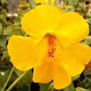 Wildflower Mix Yellow Erythranthe Seeds