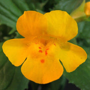 Wildflower Mix Yellow Erythranthe Seeds