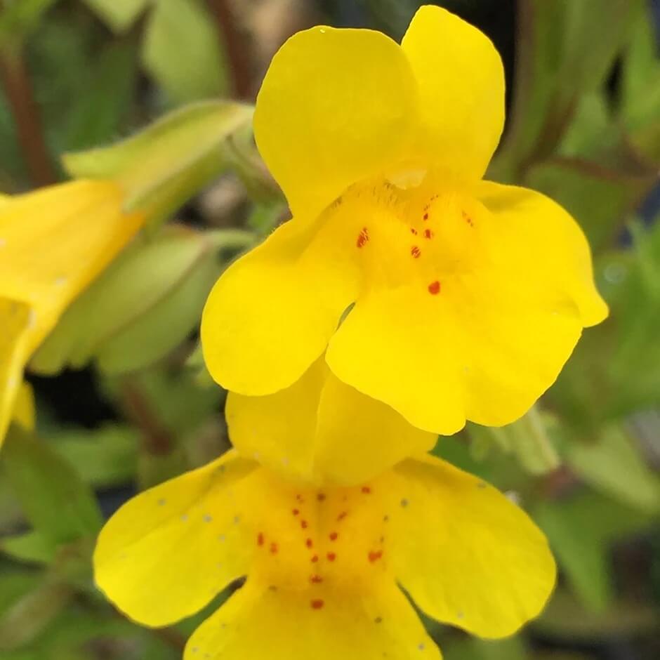 Wildflower Mix Yellow Erythranthe Seeds