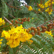 Peltophorum Seeds, Peltophorum pterocarpum Plant Seeds