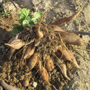 Yellow Flesh Yacon Seeds - Vegetable Plant