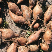 Yellow Flesh Yacon Seeds - Vegetable Plant