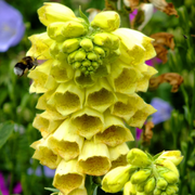 Perennial Yellow Foxglove Seeds