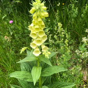 Perennial Yellow Foxglove Seeds