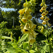 Perennial Yellow Foxglove Seeds