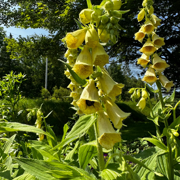Perennial Yellow Foxglove Seeds
