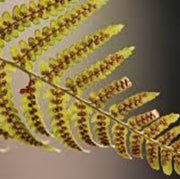 Yellow Fren Pteridophyta Seeds - Flower Plant