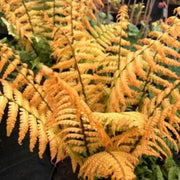 Yellow Fren Pteridophyta Seeds - Flower Plant