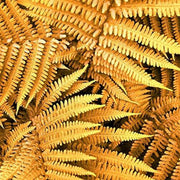 Yellow Fren Pteridophyta Seeds - Flower Plant