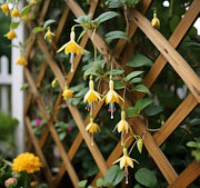 Yellow Fuchsia Seeds - Flower Plant