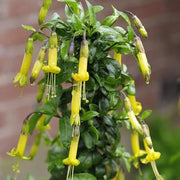 Yellow Fuchsia Seeds - Flower Plant