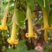 Yellow Fuchsia Seeds - Flower Plant
