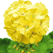 Yellow Geranium Seeds