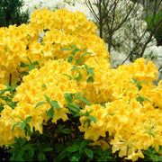 Yellow Green Azalea Seeds - Flower Plant