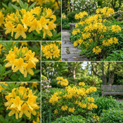 Yellow Green Azalea Seeds - Flower Plant