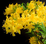 Yellow Green Azalea Seeds - Flower Plant