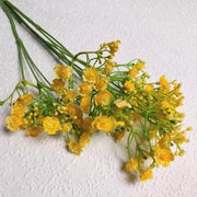 Yellow Gypsophila Seeds