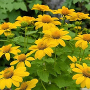 Yellow Mexican Tithonia Diversifolia Seeds