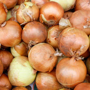 Yellow Onion Seeds