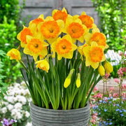 Yellow Orange Daffodil Seeds - Flower Plant
