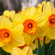 Yellow Orange Daffodil Seeds - Flower Plant