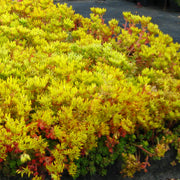 Yellow Oreganum Sedum Seeds, Herbal