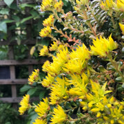 Yellow Oreganum Sedum Seeds, Herbal