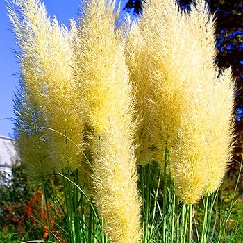 Yellow Pampas Seeds, Herbal